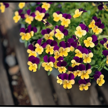 Viola cornuta Rebelina 'Purple & Yellow' (024303)