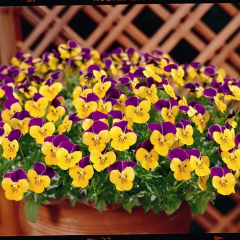 Viola cornuta Rebelina 'Purple & Yellow' (024304)
