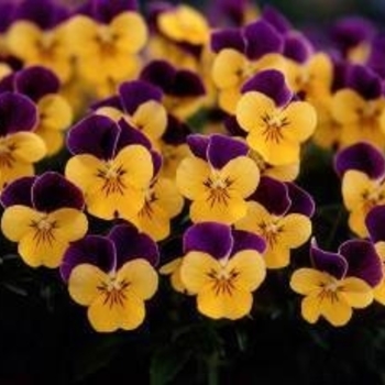 Viola cornuta Rebelina 'Purple & Yellow' (024305)