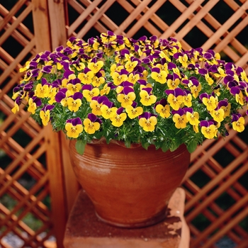 Viola cornuta Rebelina 'Purple & Yellow' (024306)