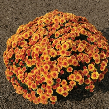 Chrysanthemum x morifolium 'Andrea Orange Bicolor' (024408)