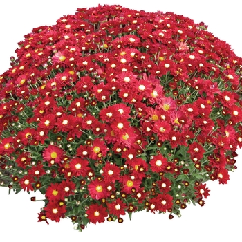 Chrysanthemum x morifolium 'Bonnie™ Red' (024414)