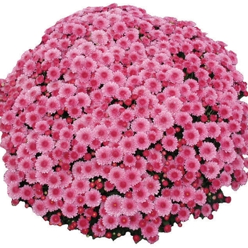 Chrysanthemum x morifolium 'Cheryl™ Pink Improved' (024422)