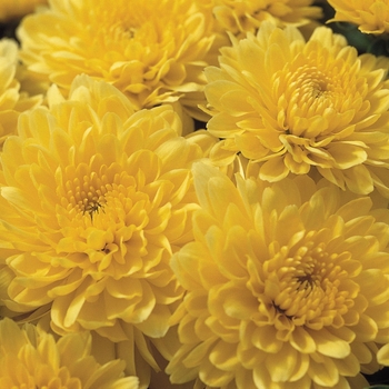 Chrysanthemum x morifolium 'Dawn™ Yellow' (024426)