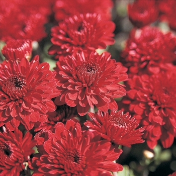 Chrysanthemum x morifolium 'Glenda' (024476)