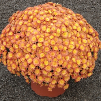 Chrysanthemum x morifolium Jacqueline™ 'Orange Fusion' (024488)