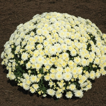 Chrysanthemum x morifolium 'Mildred™ White' (024520)