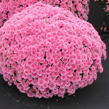 Chrysanthemum x morifolium 'Wanda™ Lavender' (024556)