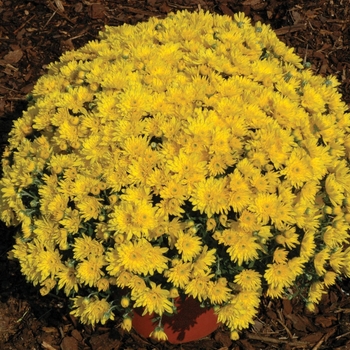 Chrysanthemum x morifolium 'Yolanda™ Yellow' (024562)