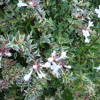 Abelia x grandiflora 'Confetti®' (024638)