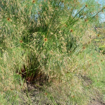 Cyperus papyrus Graceful Grasses® 'King Tut®' (024672)