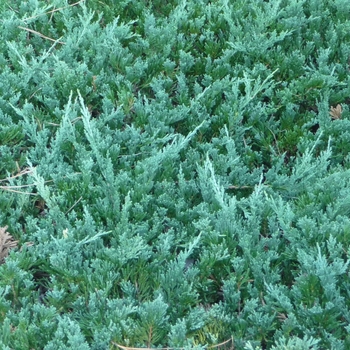 Juniperus horizontalis 'Wiltonii' (024731)