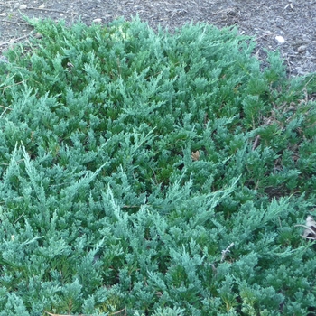 Juniperus horizontalis 'Wiltonii' (024732)