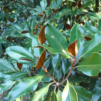 Magnolia grandiflora 'Kay Parris' (024738)