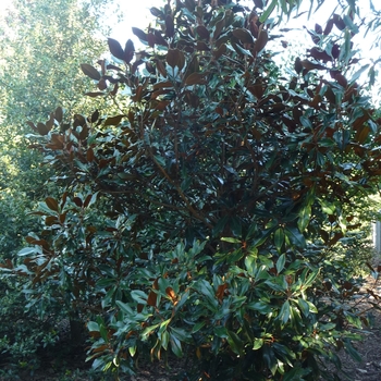 Magnolia grandiflora 'Kay Parris' (024739)