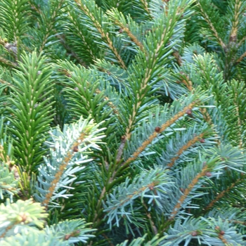 Picea bicolor 'Prostrata' (024858)