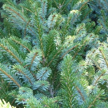 Picea bicolor 'Prostrata' (024859)