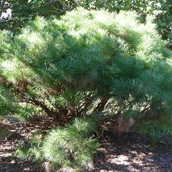 Pinus densiflora 'Umbraculifera (Tanyosho)' (024866)