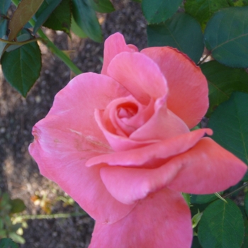 Rosa 'Touch of Class' (024888)