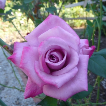 Rosa 'Passion' (024895)
