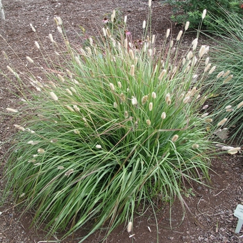 Pennisetum messiacum 'Red Buttons' (025140)