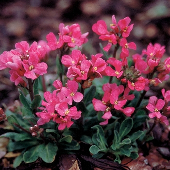 Arabis blepharophylla 'Red Sensation' (025459)