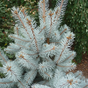 Picea pungens 'Hoopsii' (025593)