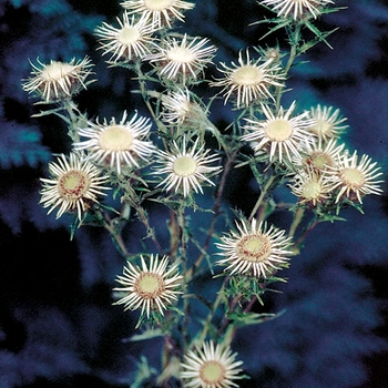 Carlina vulgaris 'Silver Star' (025806)