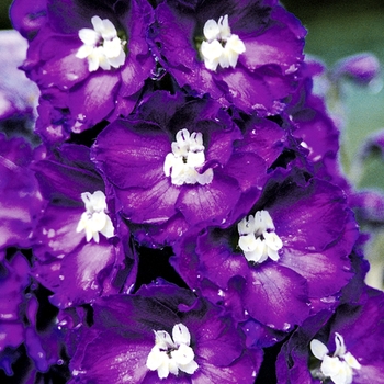 Delphinium elatum New Millennium™ 'Purple Passion' (025836)
