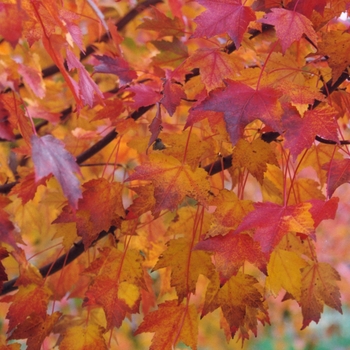 Acer rubrum 'Autumn Flame' (026368)