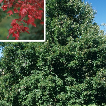 Acer rubrum 'Autumn Flame' (026370)