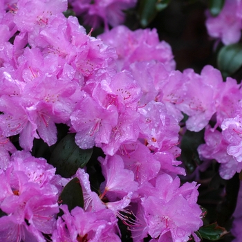 Rhododendron 'Purple Gem' (026453)