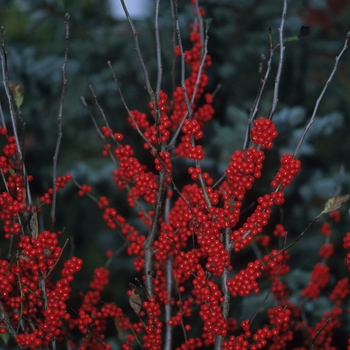 Ilex verticillata 'Winter Red' (028541)