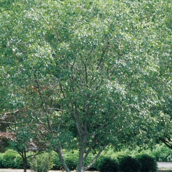 Acer truncatum ssp. mono '' (029134)