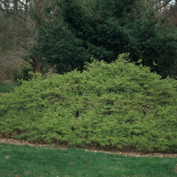 Acer palmatum var. dissectum '' (029166)