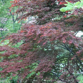 Acer palmatum 'Oshio-Beni' (029175)
