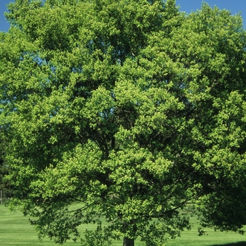 Acer tataricum ssp. ginnala '' (029254)