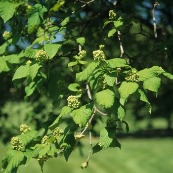 Acer tataricum ssp. ginnala '' (029255)