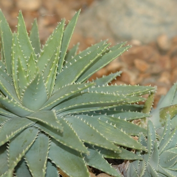 Aloe brevifolia '' (029412)