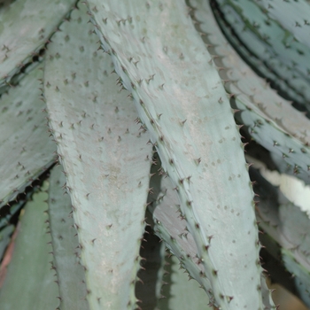 Aloe marlothii '' (029414)