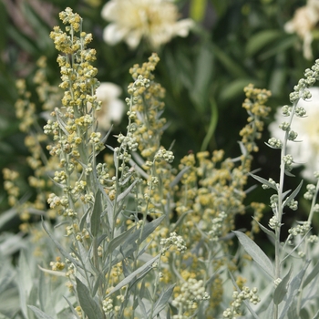 Artemisia ludoviciana 'Valerie Finnis' (029589)