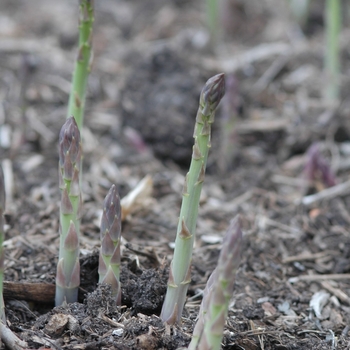 Asparagus officinalis 'Jersey Knight' (029603)