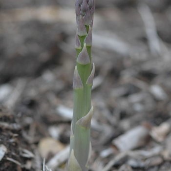Asparagus officinalis 'Jersey Knight' (029604)