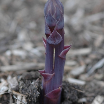 Asparagus officinalis 'Purple Passion' (029606)