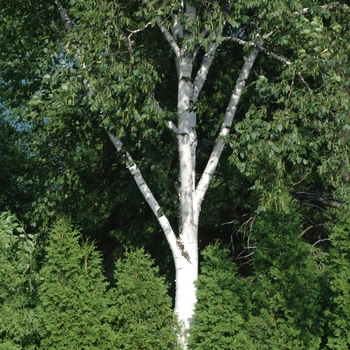 Betula maximowicziana '' (029766)