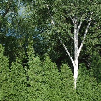 Betula maximowicziana '' (029769)
