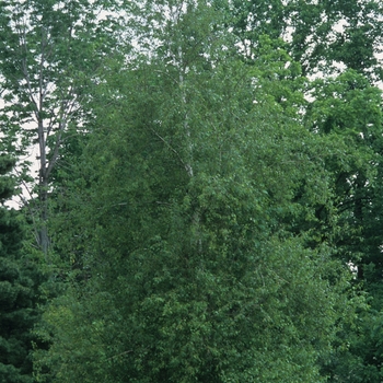 Betula populifolia 'Whitespire' (029794)