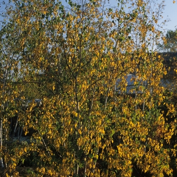 Betula populifolia 'Whitespire' (029795)