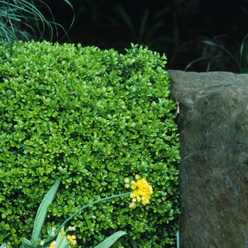 Buxus microphylla 'Green Pillow' (029903)