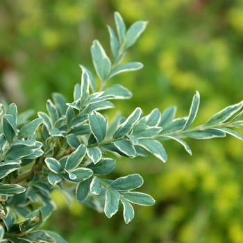 Buxus sempervirens 'Argenteo-variegata' (029912)